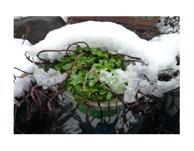 ２月　新芽が成長している