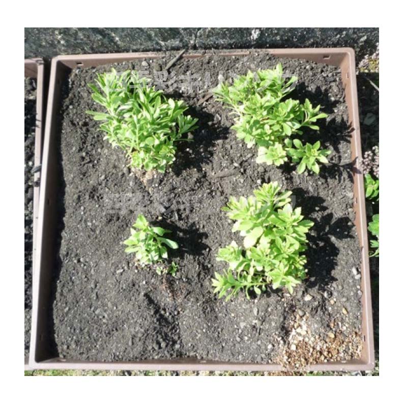 500×500緑化トレーに4ポット植栽