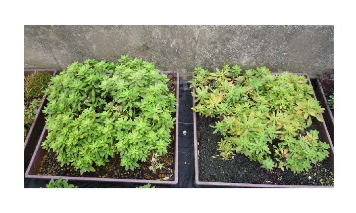 植栽される環境の違いでの生育を調査