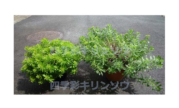 斜めより　左：四季彩１１　　右：タケシマキリンソウ