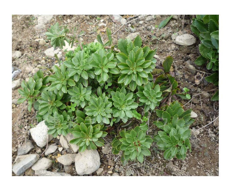 ６月９日砕石土地植え