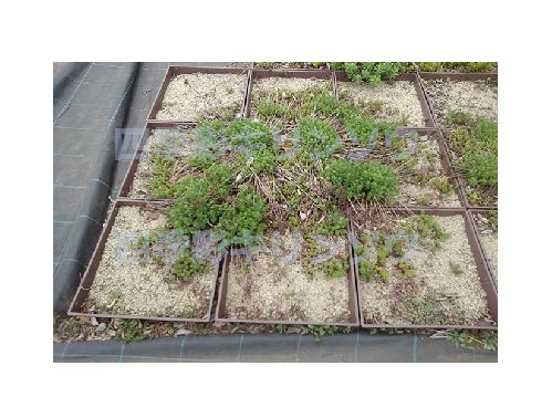 。岩場の自然環境では栄養分が乏しく、かつ強風等の自然現象に耐える為に茎も低く繊維も多いので茎が倒れにくい