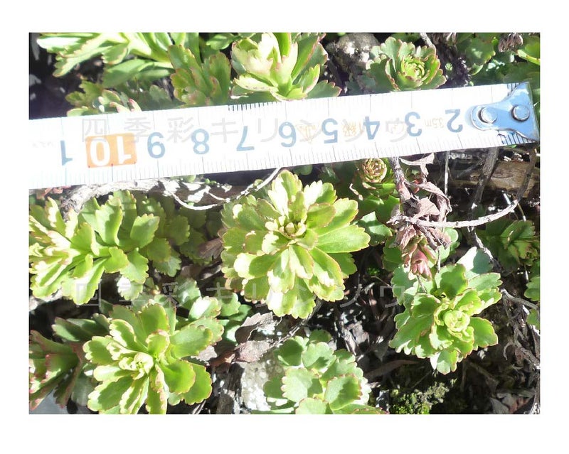 ２月　四季彩６　草枝幅：3cm