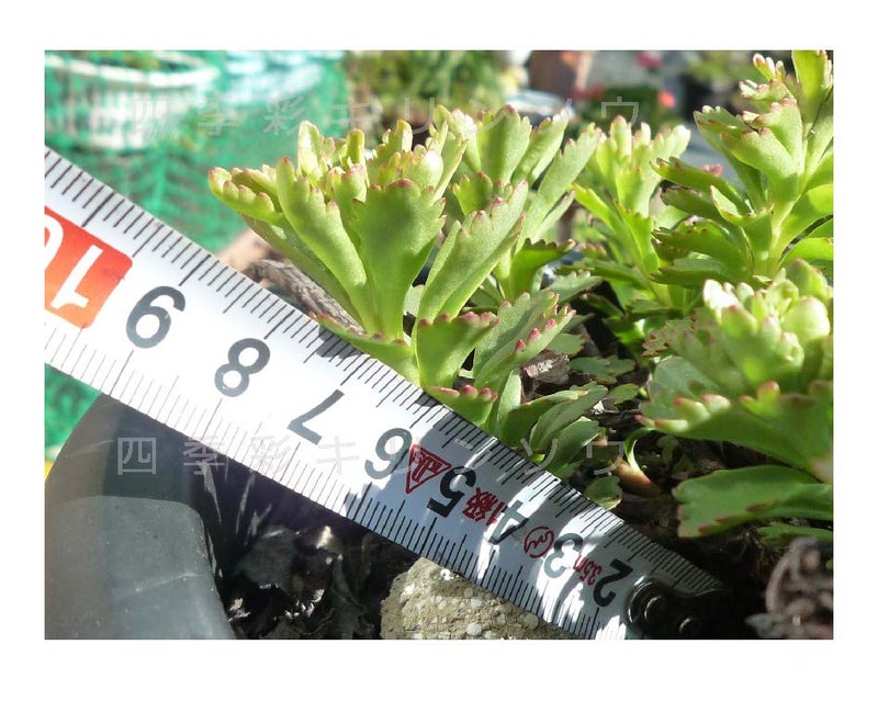 四季彩６　草丈：9cm