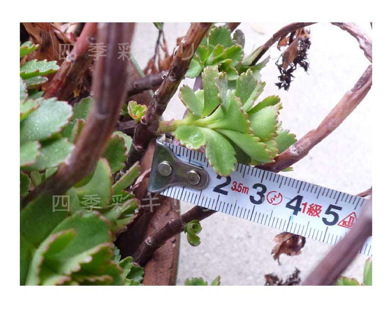 タケシマキリンソウ　草丈：3cm