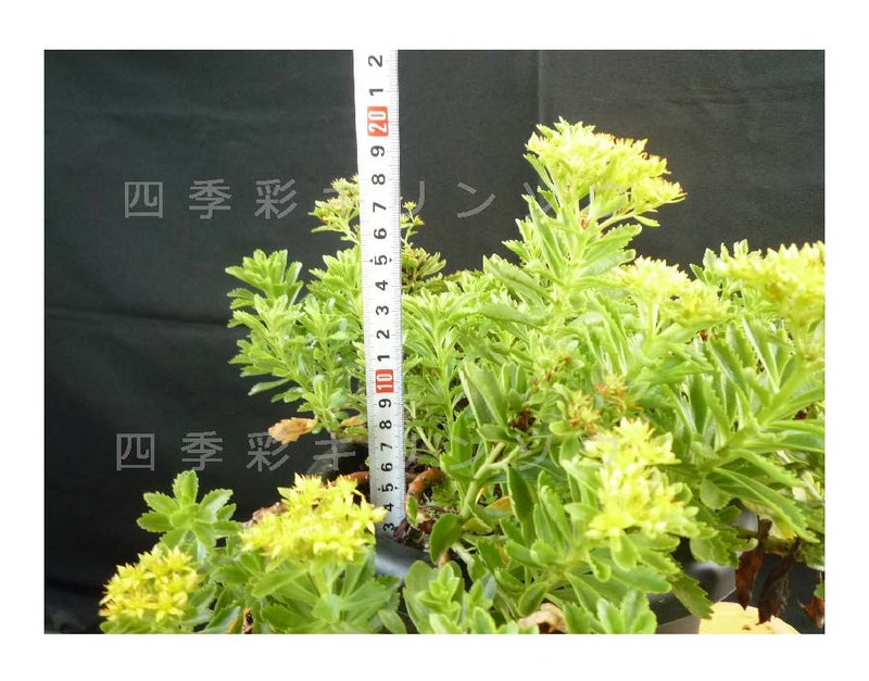 7月下旬