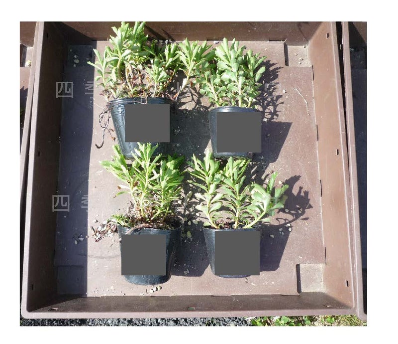 4月植栽