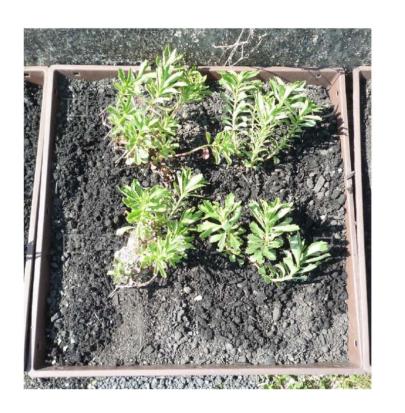 4月植栽