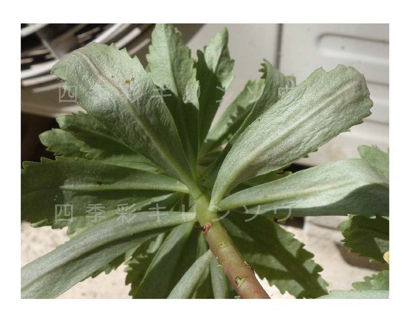 葉の裏側：生育大型茎の葉裏には萎縮が見られる　変色無し