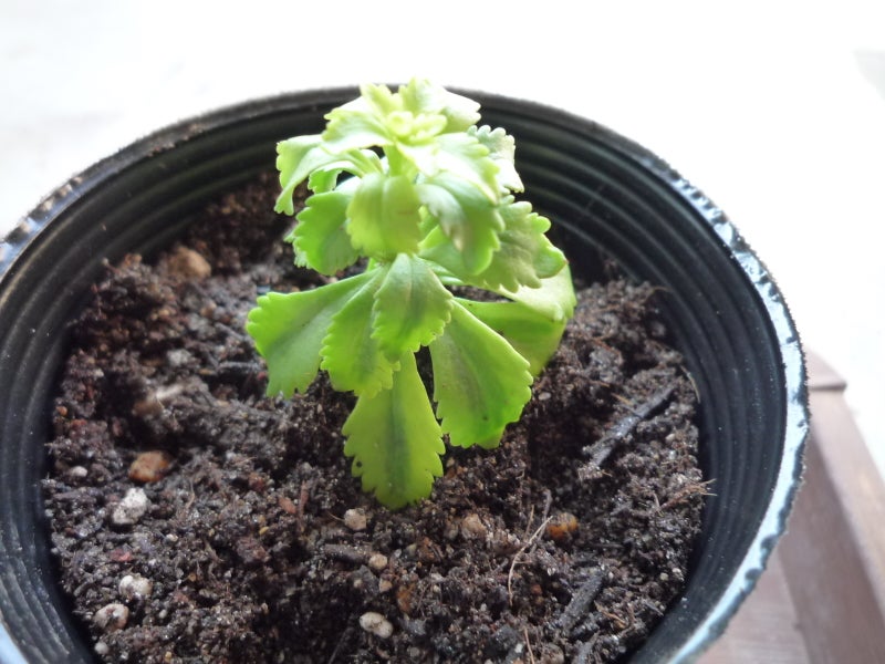 ポット植付　2月２1日