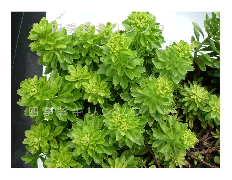 7月下旬