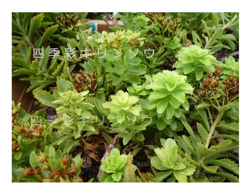 ９月　開花終了