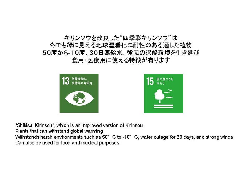 四季彩キリンソウは、過酷環境を生き延びる