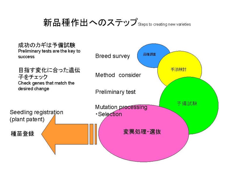 新品種作出へのステップ