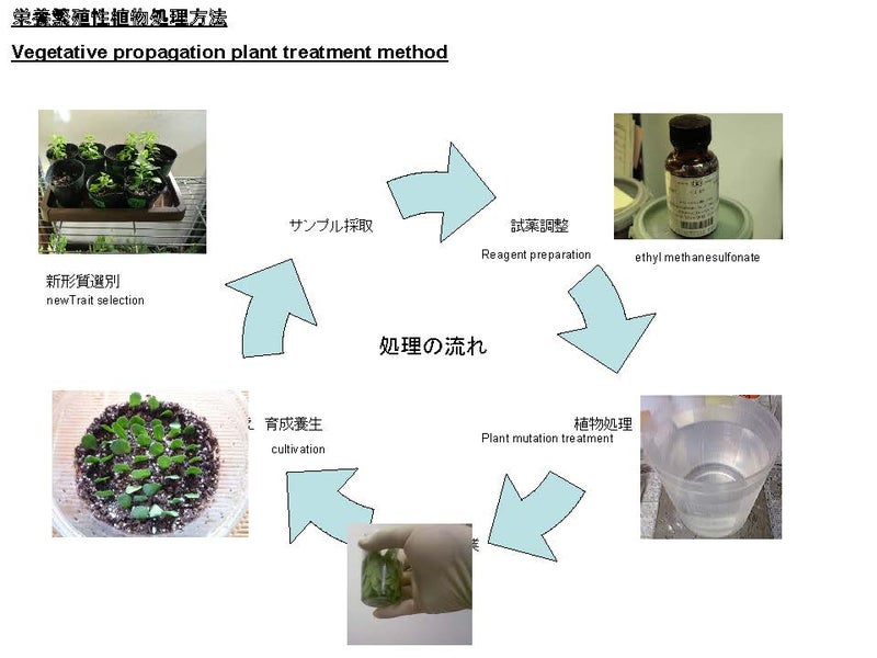 栄養繁殖性植物処理方法