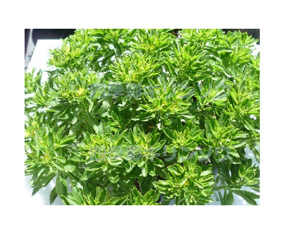 鉢植え3年経過の生育