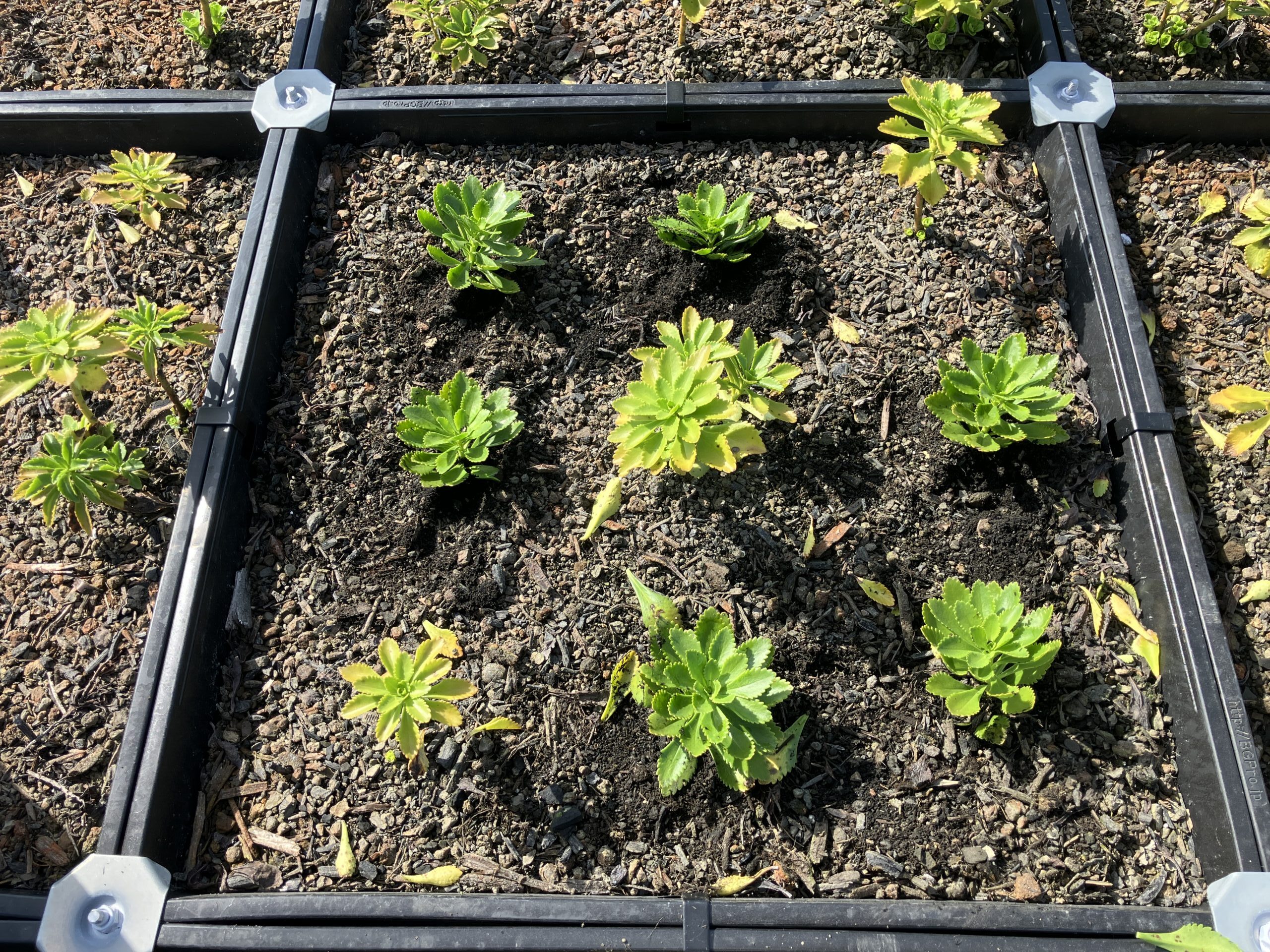 2025年9月　点検時の状況（植栽）